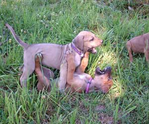 Rhodesian Ridgeback Puppies in Washington